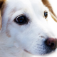 Illustration for article titled Genetic Testing Reveals Shelters Often Label Dogs With the Wrong Breeds